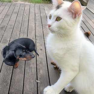 Ума дружит с кошками