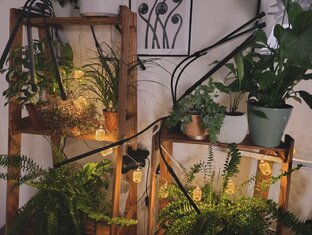 Мои растения и как я за ними ухаживаю