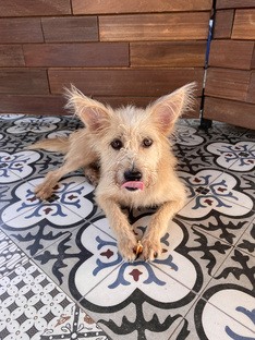 В мире животных