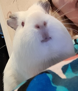 Свиночки-корзиночки подписчиков💗