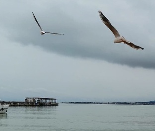 БАЗОВЫЙ САНАТОРИЙ ИМ М.В.ЛОМОНОСОВА. 2021 год. Геленджик.