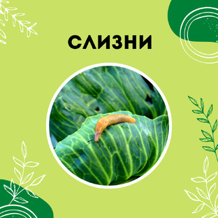 Про слизней