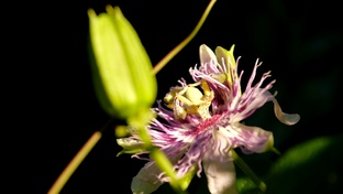 Маракуйя Северная