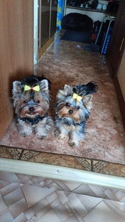 Мои любимые девочки