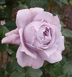 Розы, мой маленький мир. 