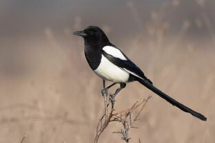 СОРОКА НА ХВОСТЕ