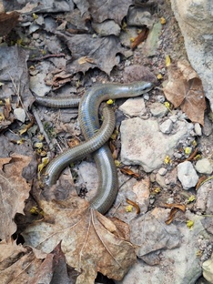 Витражи жизни