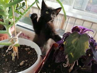 Фитоаптека для питомца