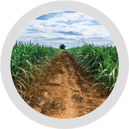 Мискантус Гигантский