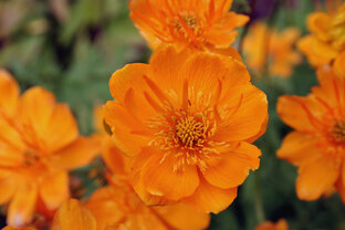 Цветы и растения за Полярным кругом