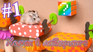 Хомяк в лабиринте
