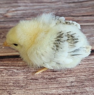 Жизнь без монетизации💰