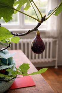 Диковинки в моем саду 