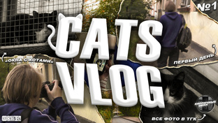 «CATS VLOG»