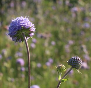 Путешествие на машине по Ленигрдской, Псковской, Тверской областям 08.2023 