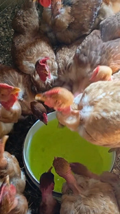 Не убиваемая Голошейная порода кур.