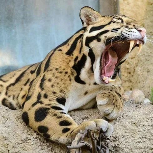 В мире животных! 