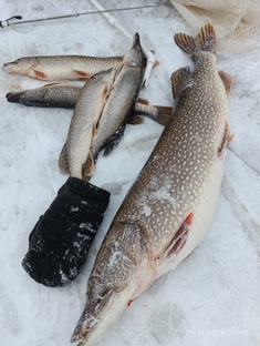 Жерлицы поставушки. 