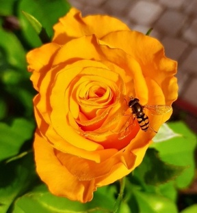 Ехидно и зло