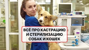 Всё про кастрацию и стерилизацию собак и кошек - самые важные факты