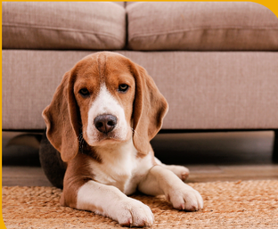 Бигль и собаки