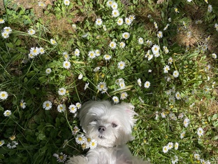 Наш солнечный коврик 