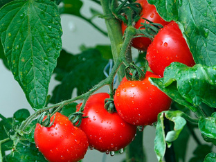 урожай овощей 