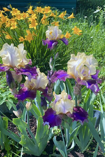 Ирисы