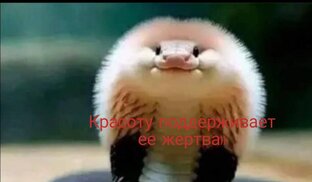 Красатой можно и нужно любоваться со стороны