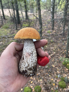 Тихая охота