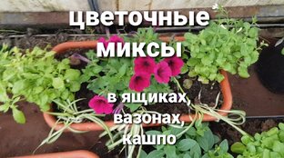 Цветочные миксы