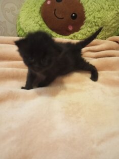 Подкидыш Мася