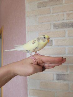 Попугай