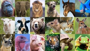 Интересные факты о животном мире