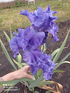 Высокие бородатые ирисы