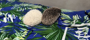 Фунтик и Снежинка