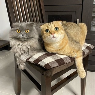 Котики