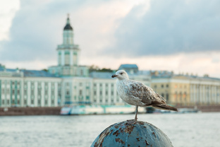 По Питеру гуляем здесь 