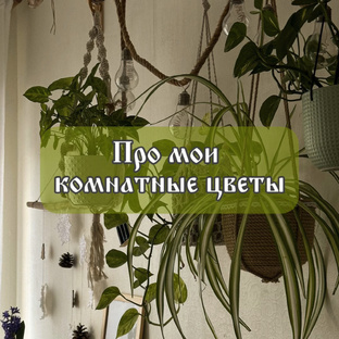 Комнатные цветы 