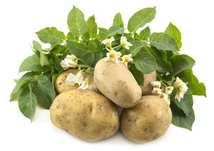 Картофель, батат