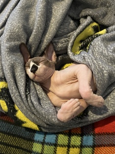  Лысый беспредел 