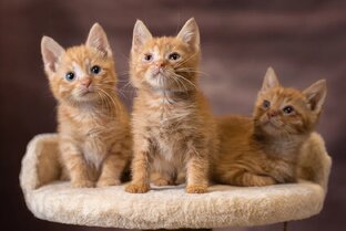 Будни ЗооКафе