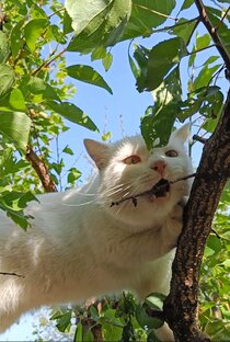 Котики, помощники с лапками