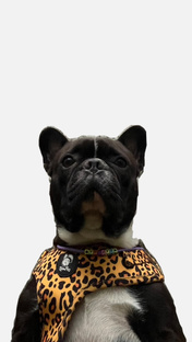 Выездные покатушки🛹😃🐕