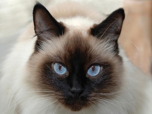 О кошках и котиках