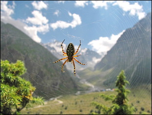 НАСЕКОМЫЕ В ГОРАХ