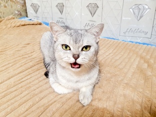 Шотландская кошка Мася