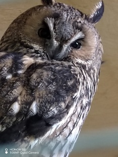 Для любителей немого кино