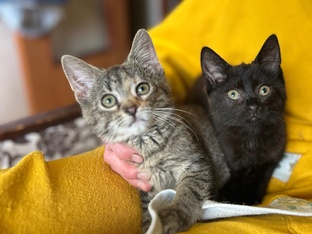 Котята Плюша и Роки