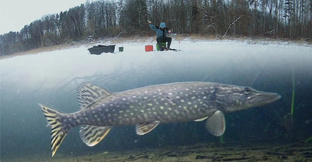 Щука в декабре 